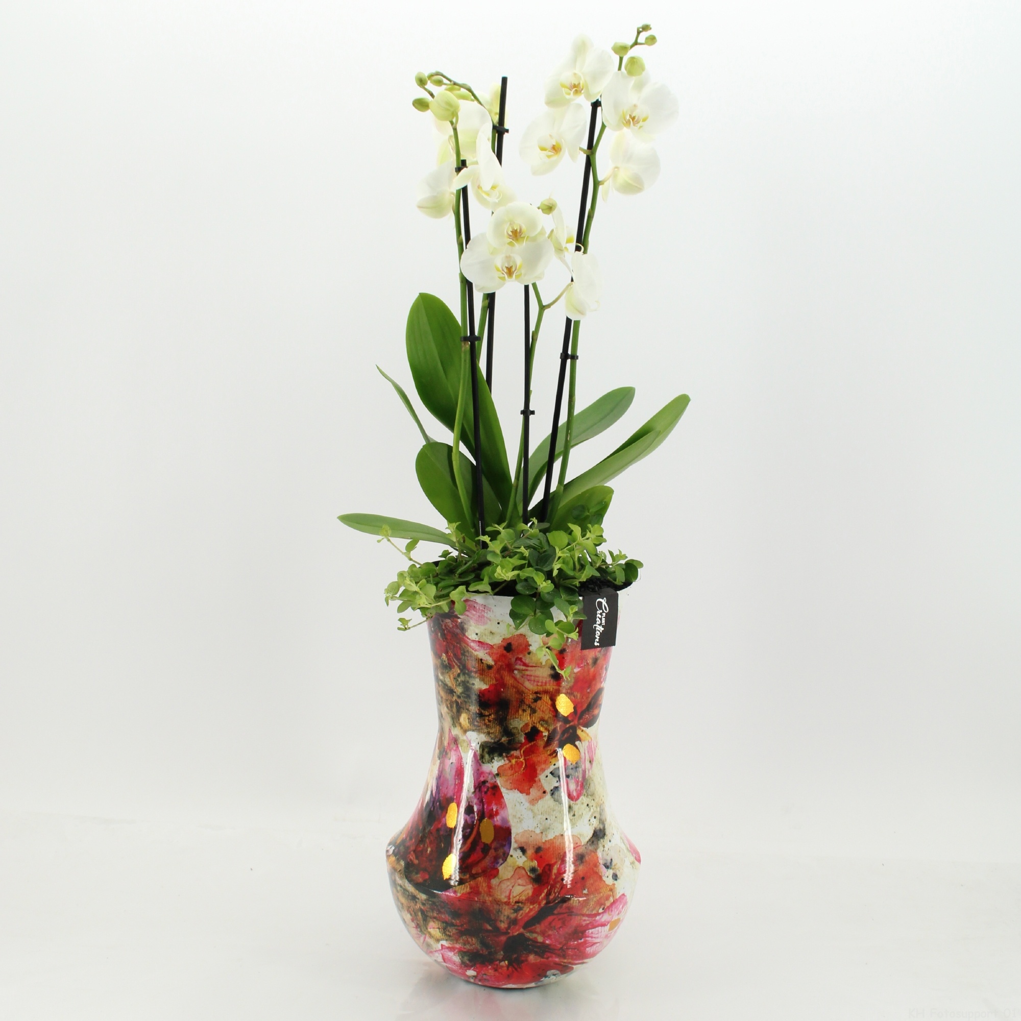 LICR-2614W Limited Edition Phalaenopsis, D 27