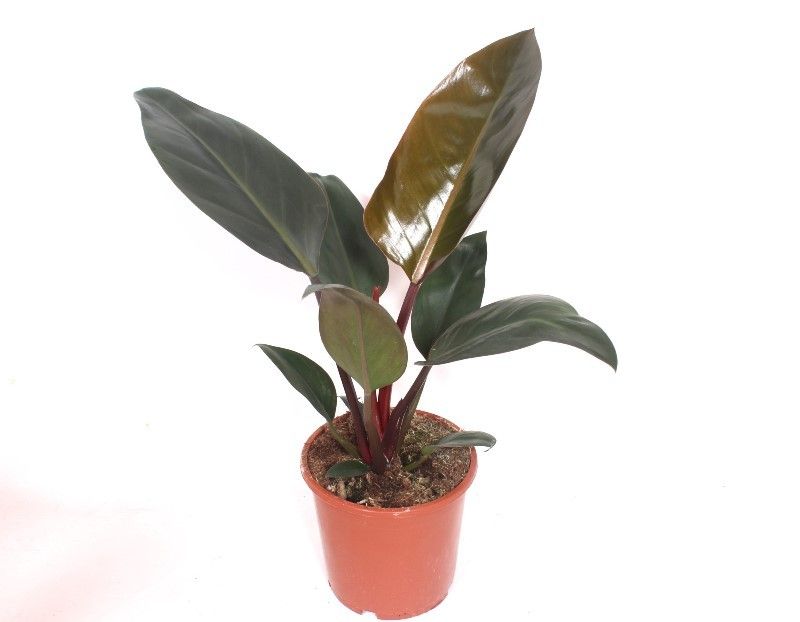 Philodendron Congo Red, D 17