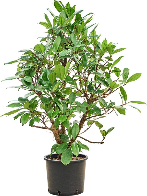Ficus cyathistipula, D 30