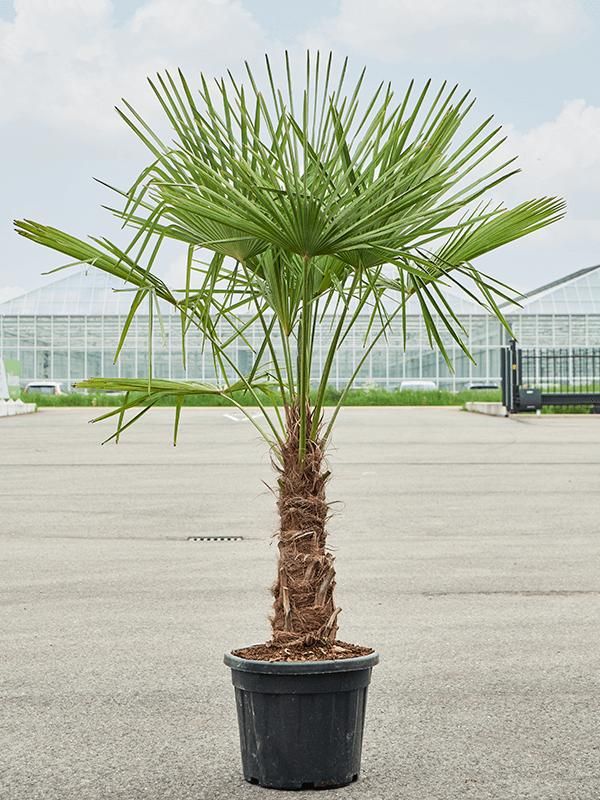 Trachycarpus fortunei (180-200), D 40