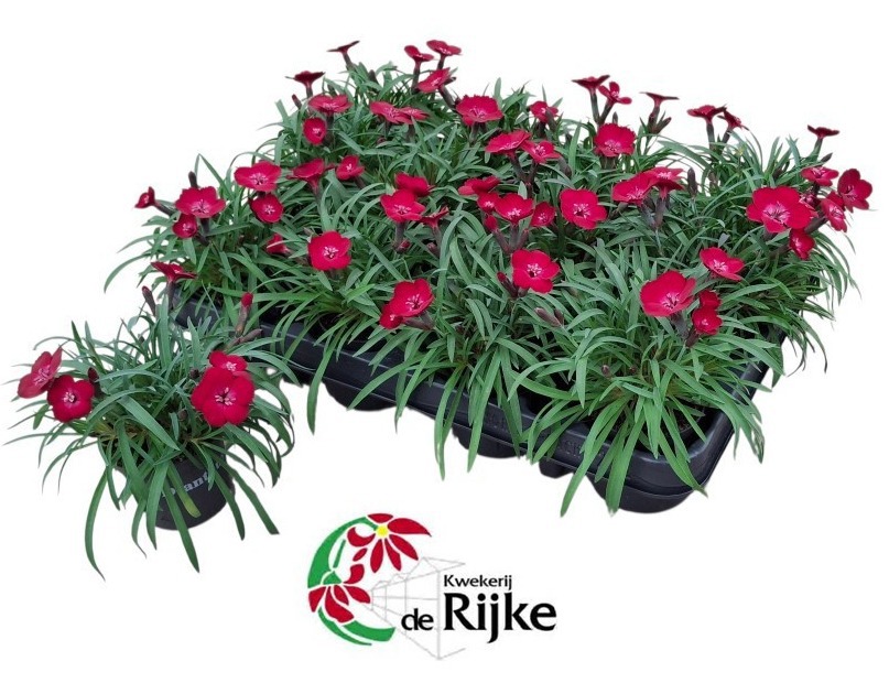 Dianthus flash red P7, D 7