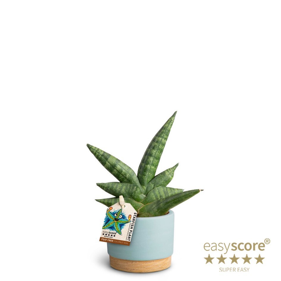 SANSEVIERIA BONCELLENSIS 40630087 WB Sky, D 7