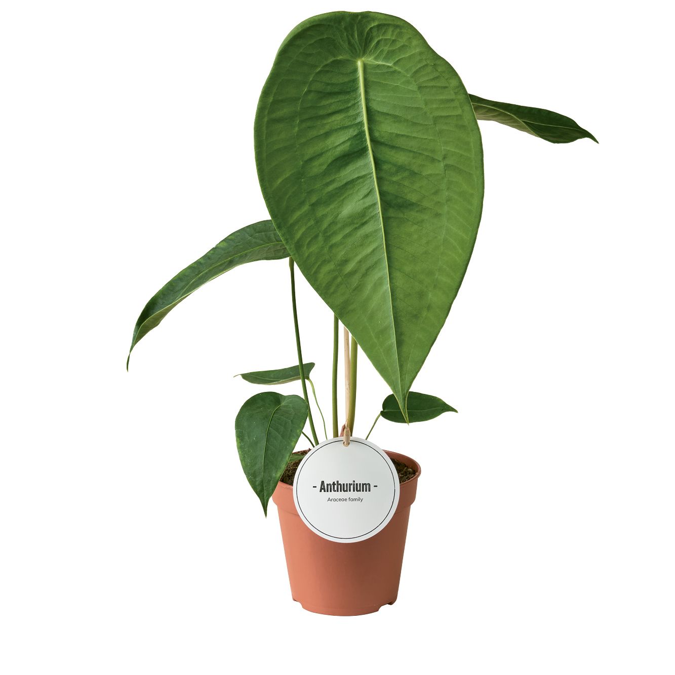 Anthurium Peltigerum, D 12