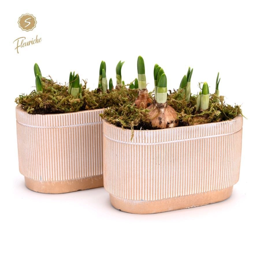 (2618) Narcissus Golden Pot [L] 2PP Mos, D 17