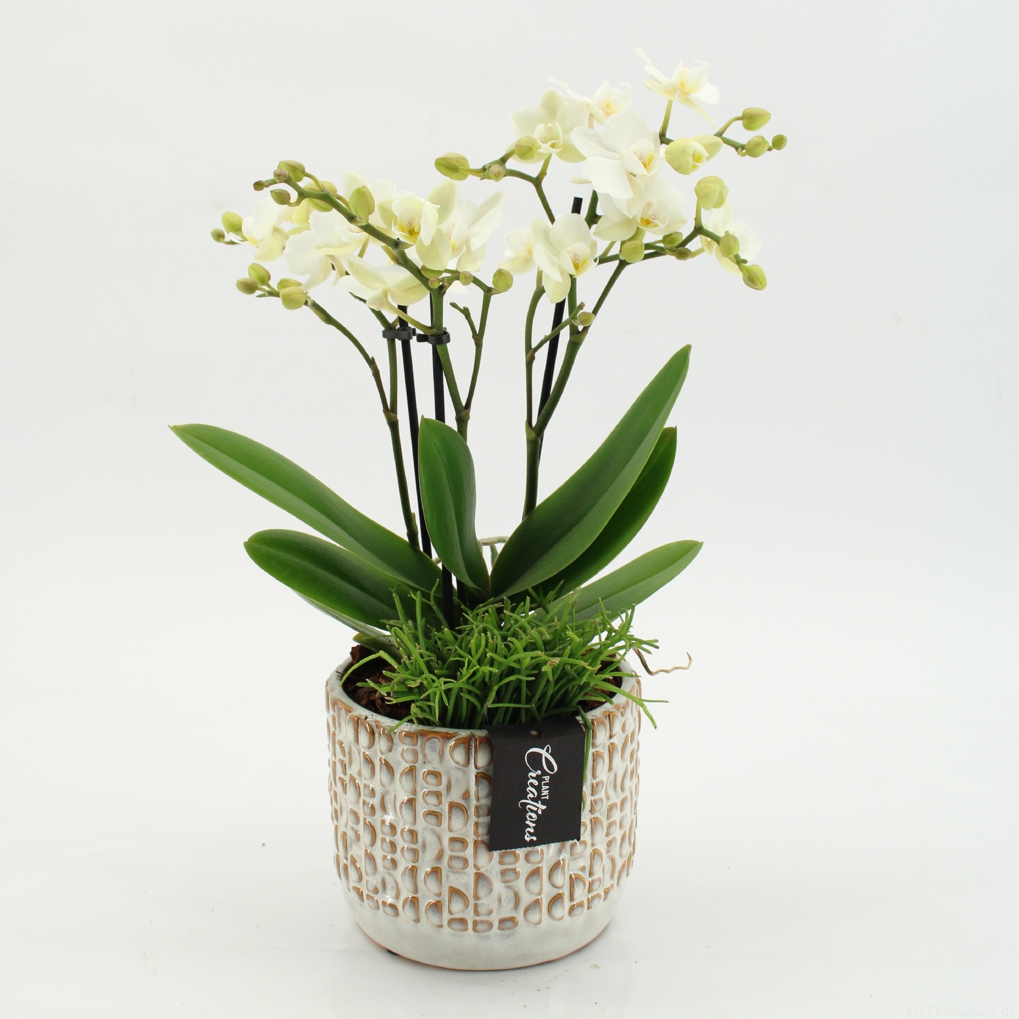 PHAL-2605 Phalaenopsis creatie, D 14