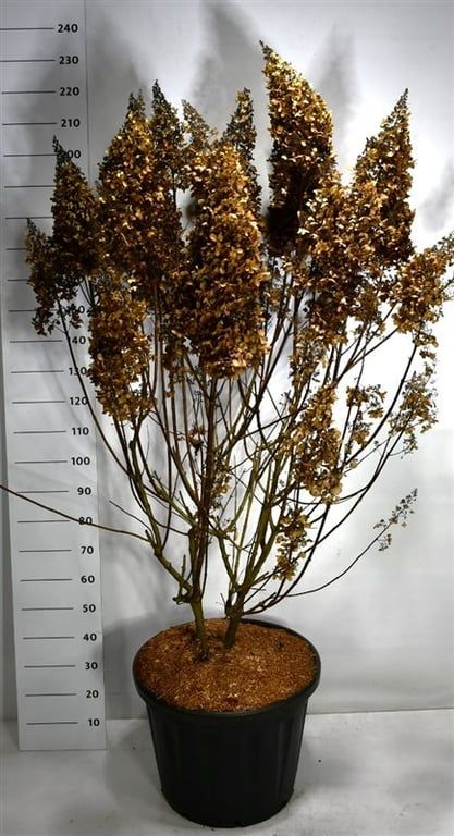 Hydrangea pan. 'Pinky Winky', D 60