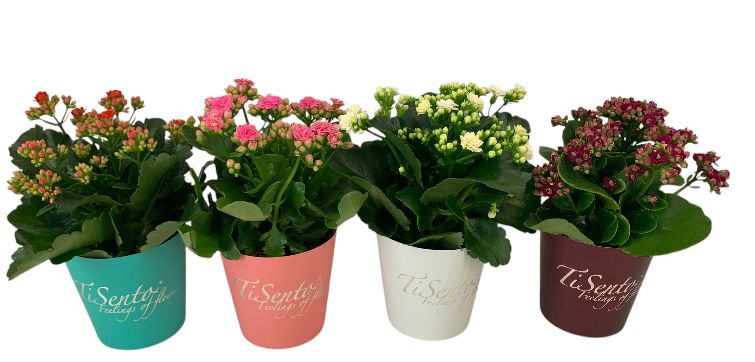 Calandiva 12 cm Januari Mix smartcup, D 12