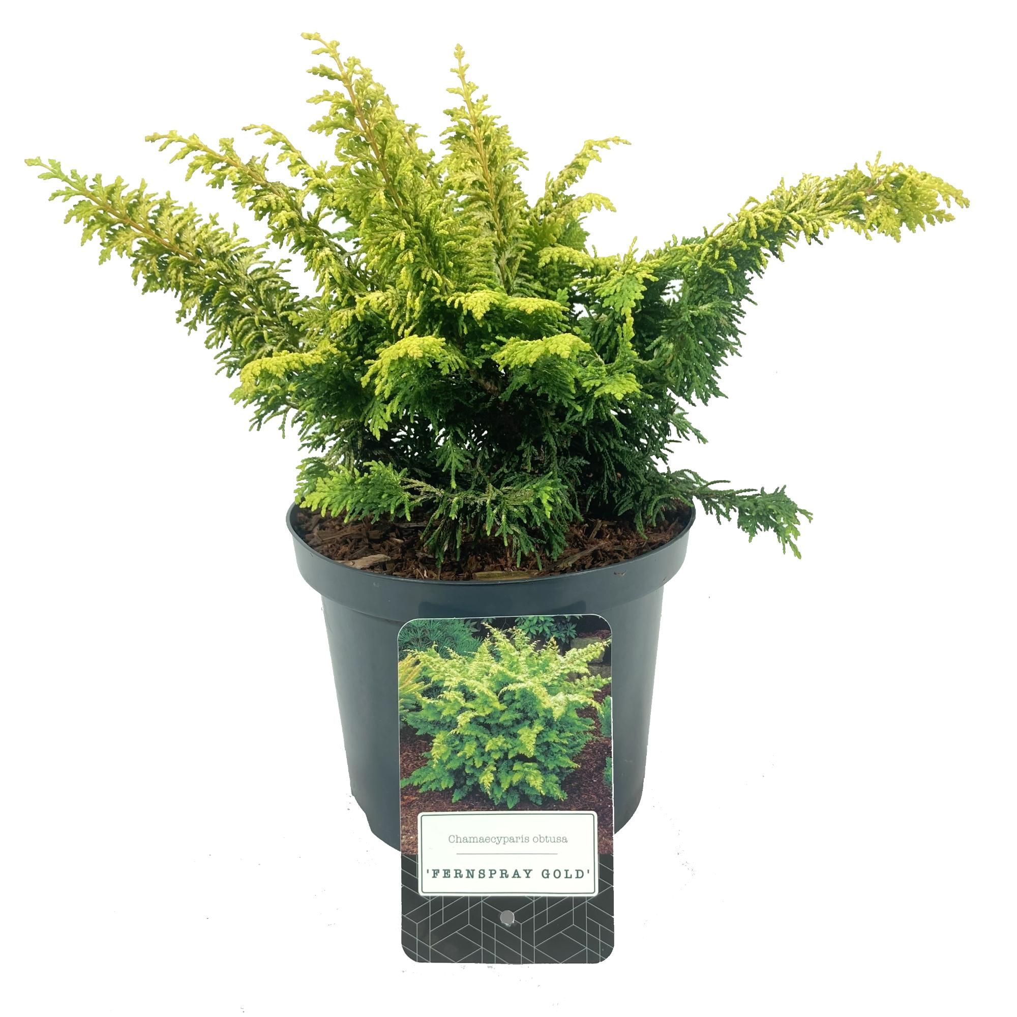Chamaecyparis obtusa 'Fernspray Gold', D 18