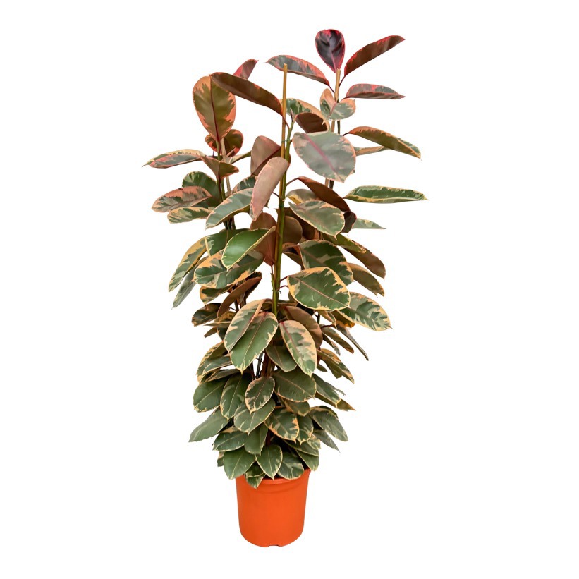 Ficus elastica 'Belize' toef - 180cm - 3PP, D 35