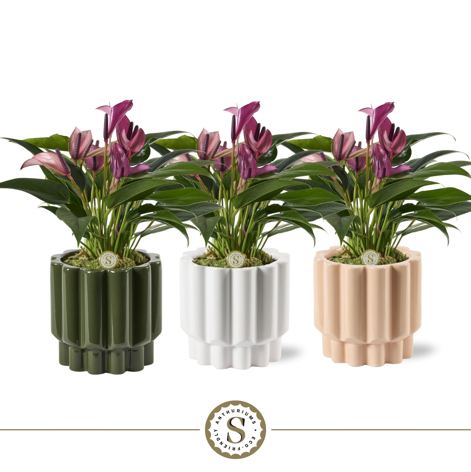 Monza Keramiek Zizou, D 12