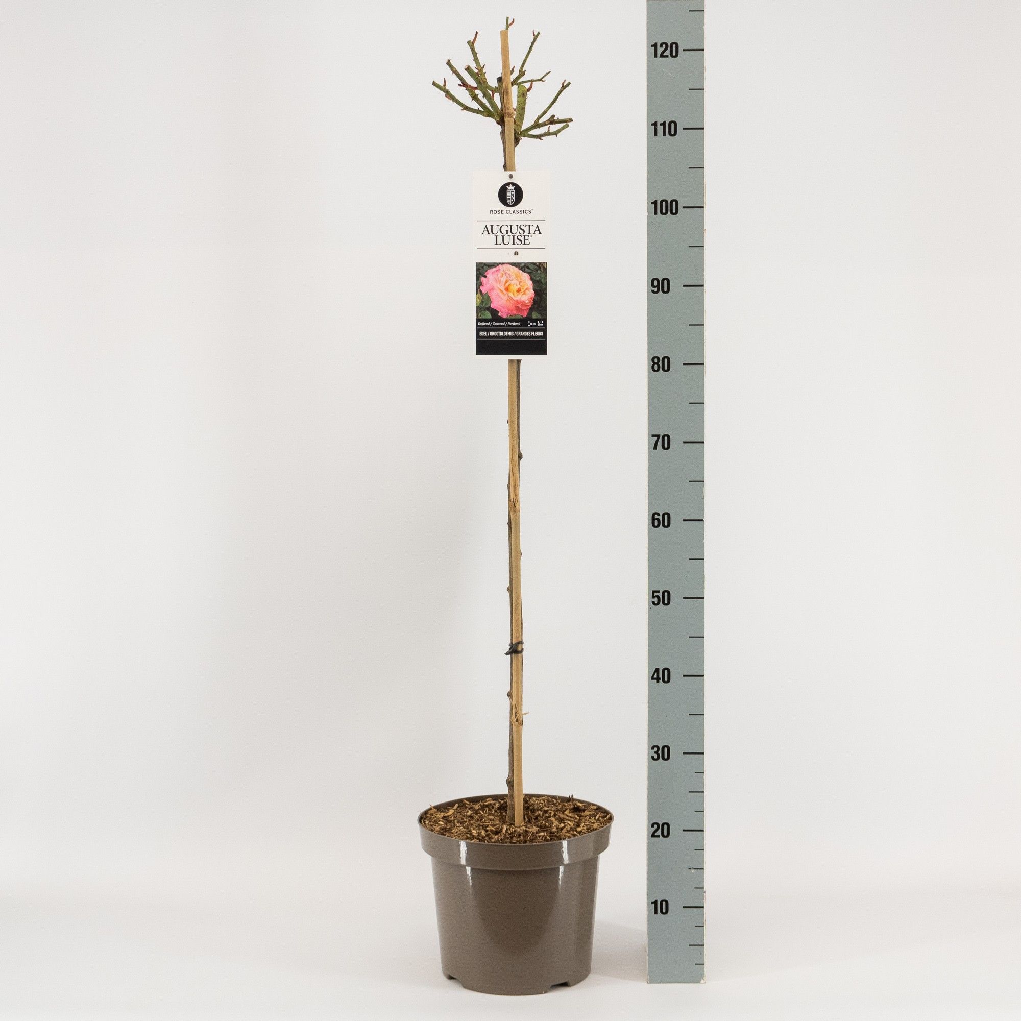 Rosa (TH) Augusta Luise ®, stam 90, C7.5, D 26