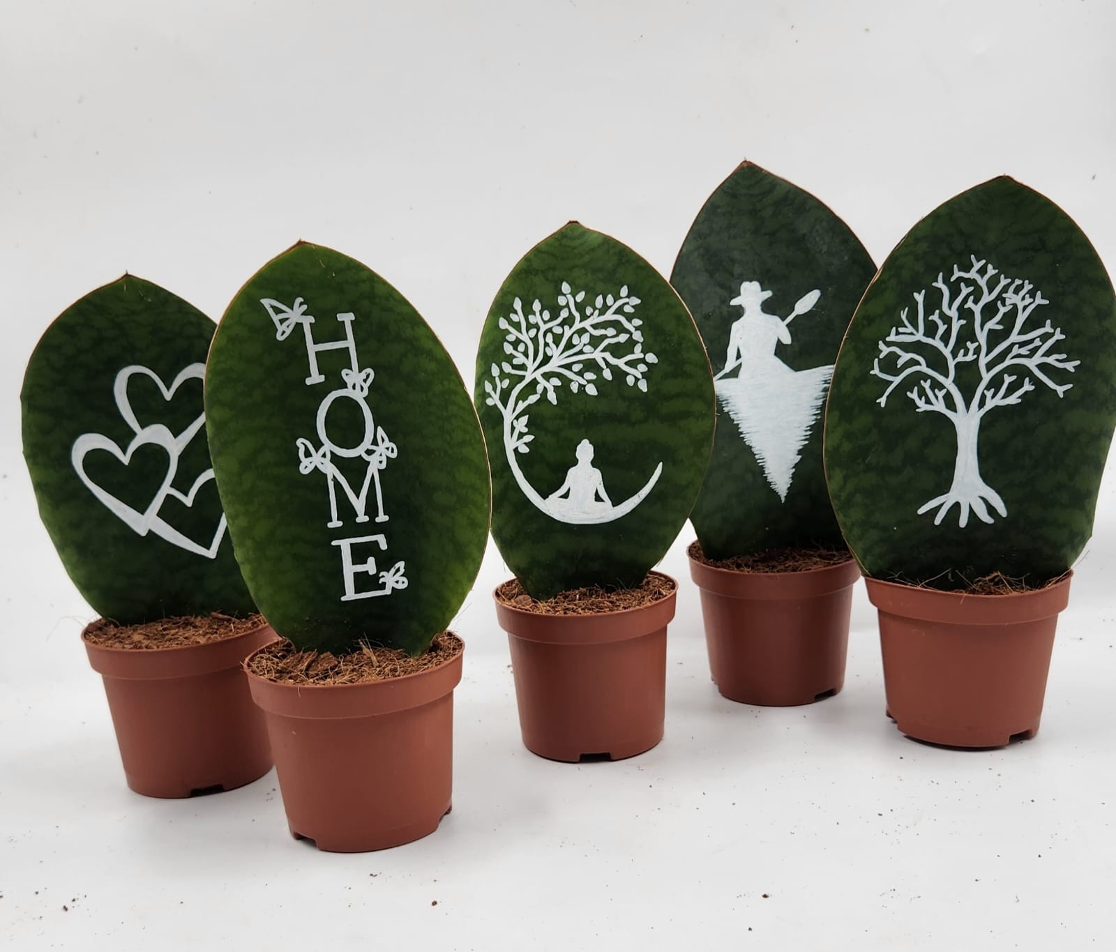 Sansevieria whale fin 9 cm painted, D 9