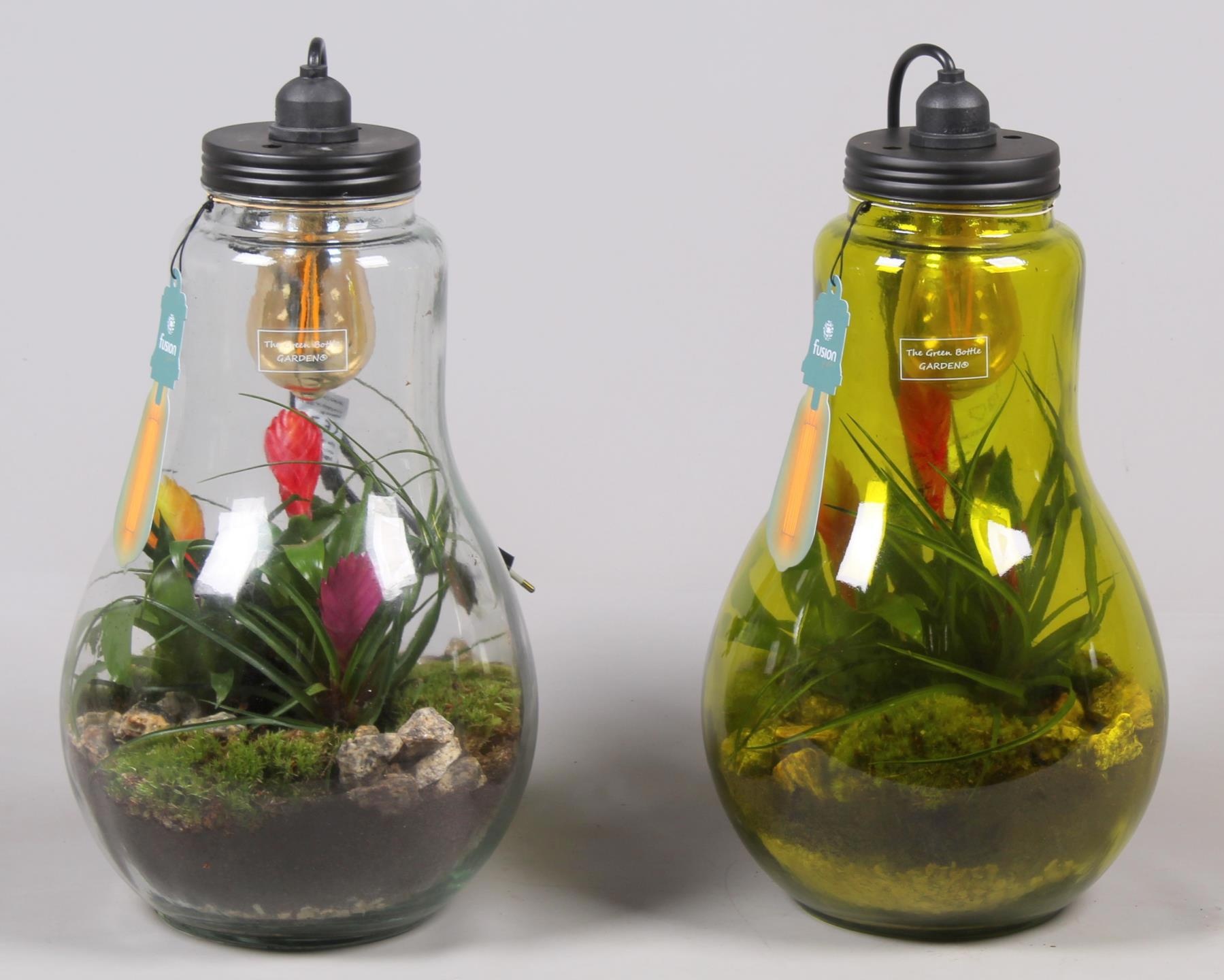 Glas Terrarium XXL helder met verlichting met Bromelia, D 24