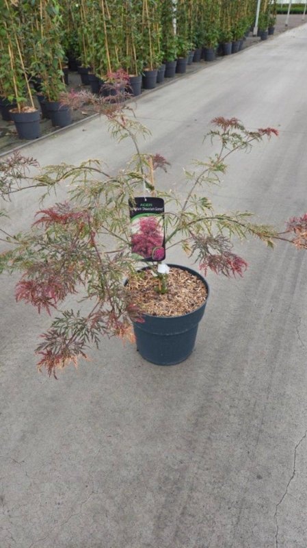 Acer pal. 'Garnet', D 32