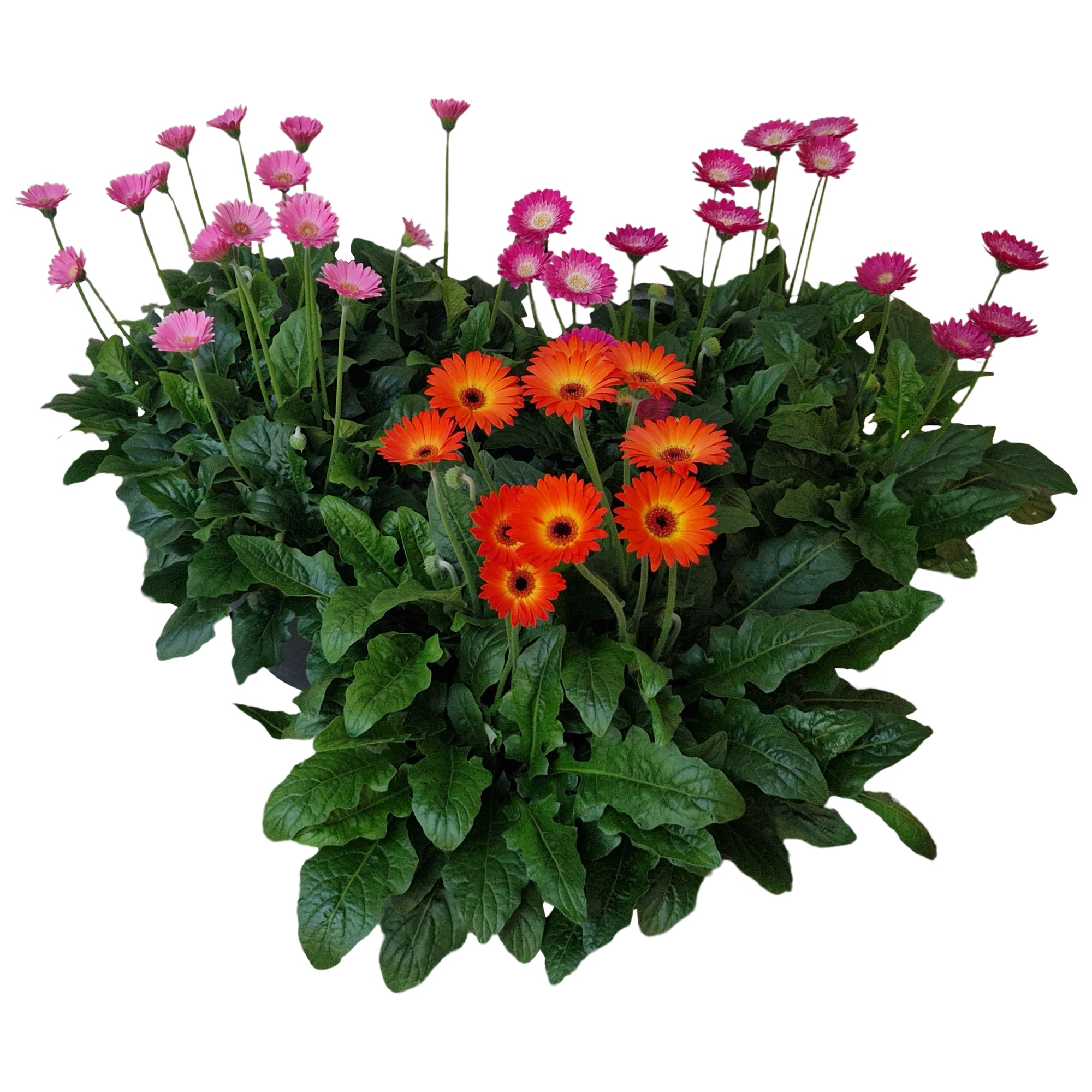 Gerbera Garvinea 32cm 7bl, D 32