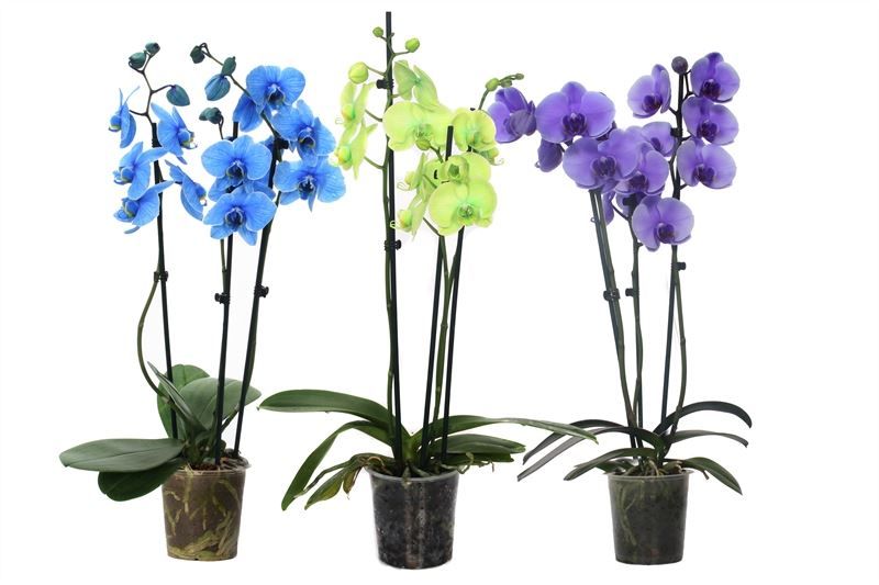 Phal I am mix 3T18+ ( 24 uur levertijd ), D 12