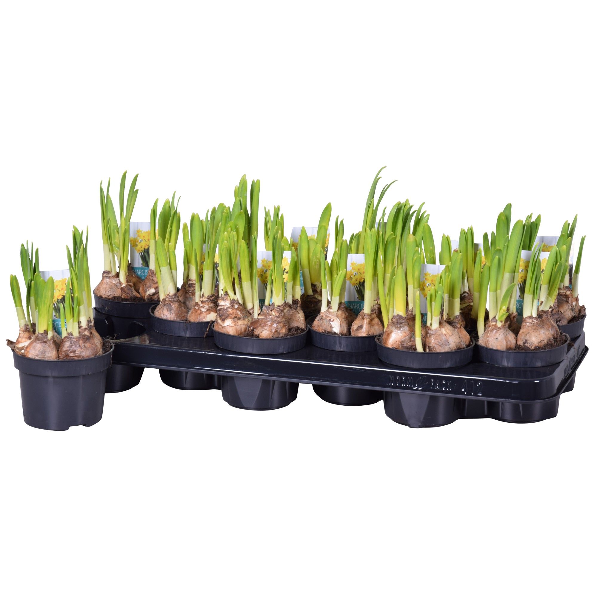 Narcis Tete a Tete, D 10,5