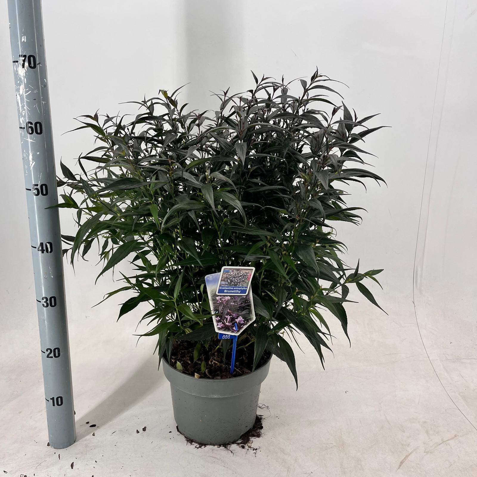 Strobilanthes anisophyllus Brunetthy ('Lankveld15'PBR), D 23