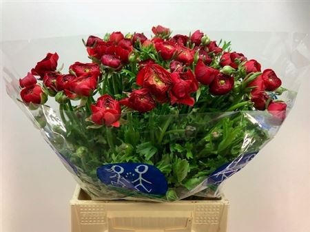 Ранункулус Элеганс Рэд 45, шт.