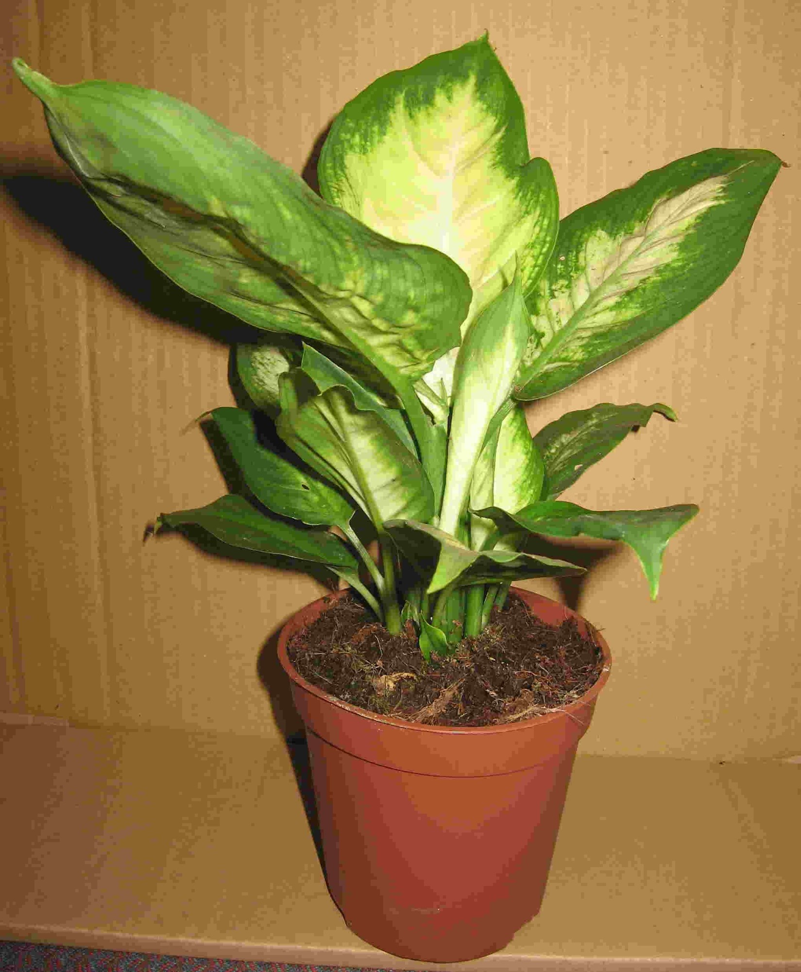DIEFFENBACHIA MACULATA, D 11