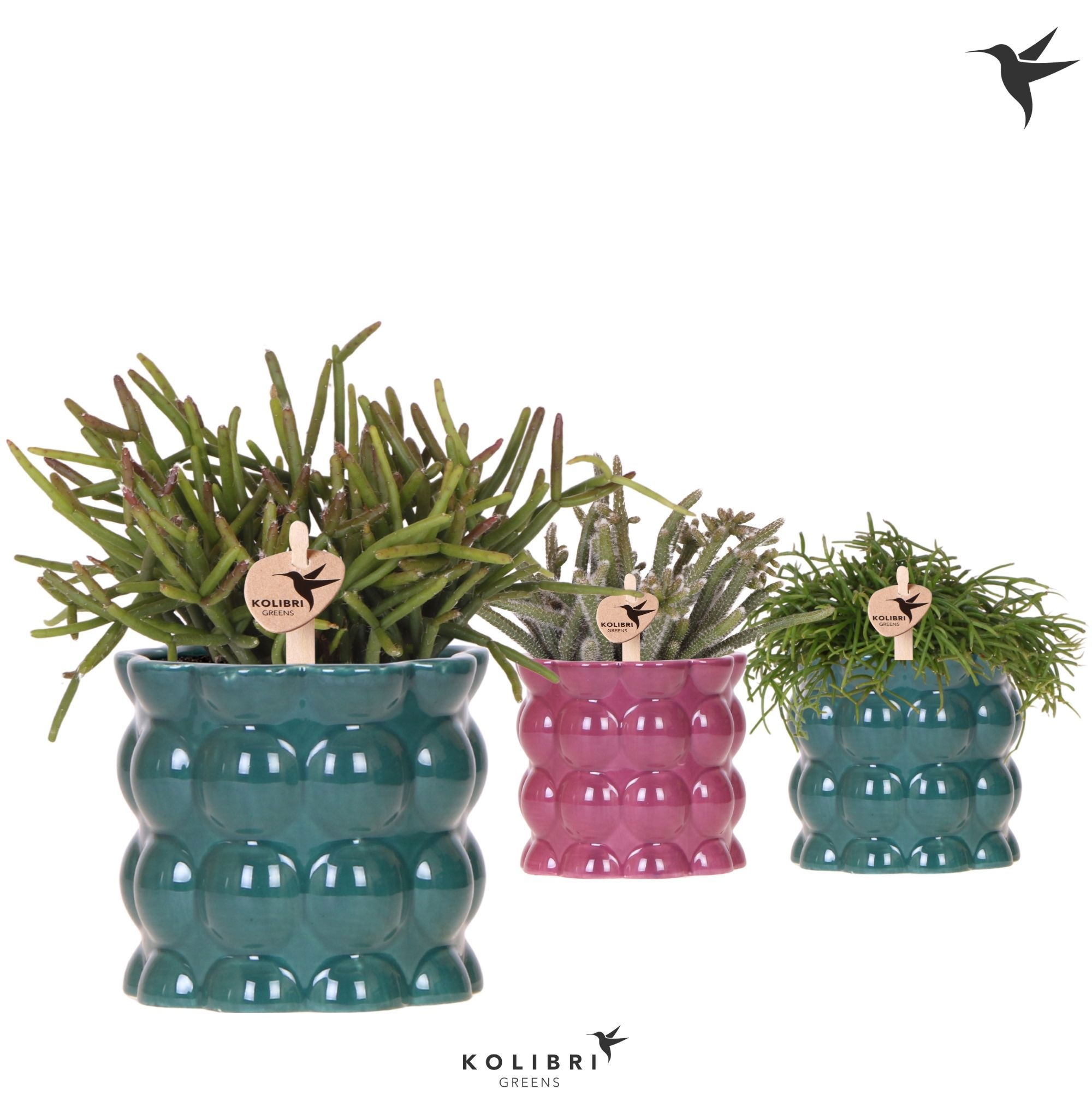 Kolibri Greens Rhipsalis mix in Cotton pot green mix, D 9