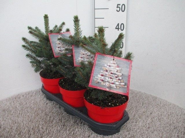 Picea pungens Super Blue 20-30 P19, D 19