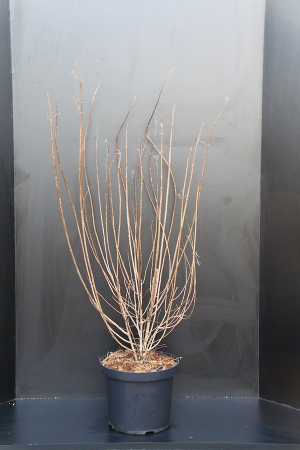 Hydrangea paniculata Limelight, D 29