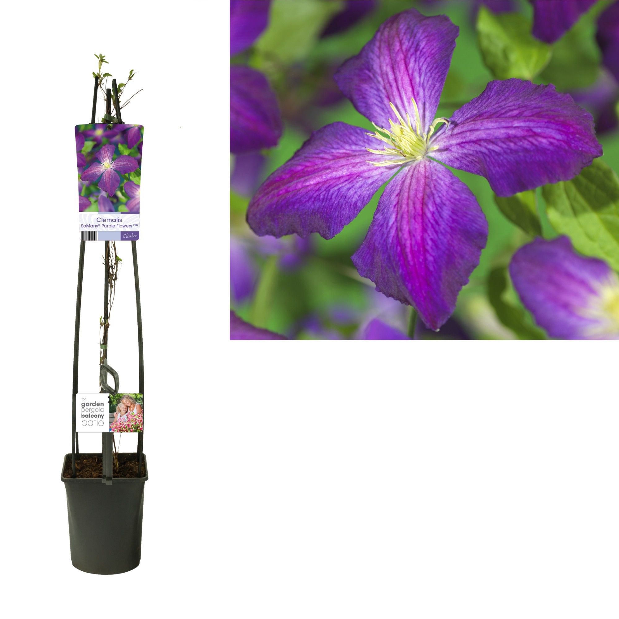 Clematis So Many® Purple Flowers PBR +light label, D 23