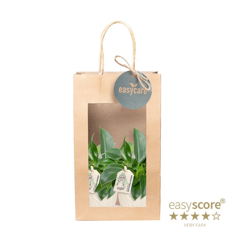 GREEN MIX 40690302 Paperbag Leaf Rosa Ph, D 6