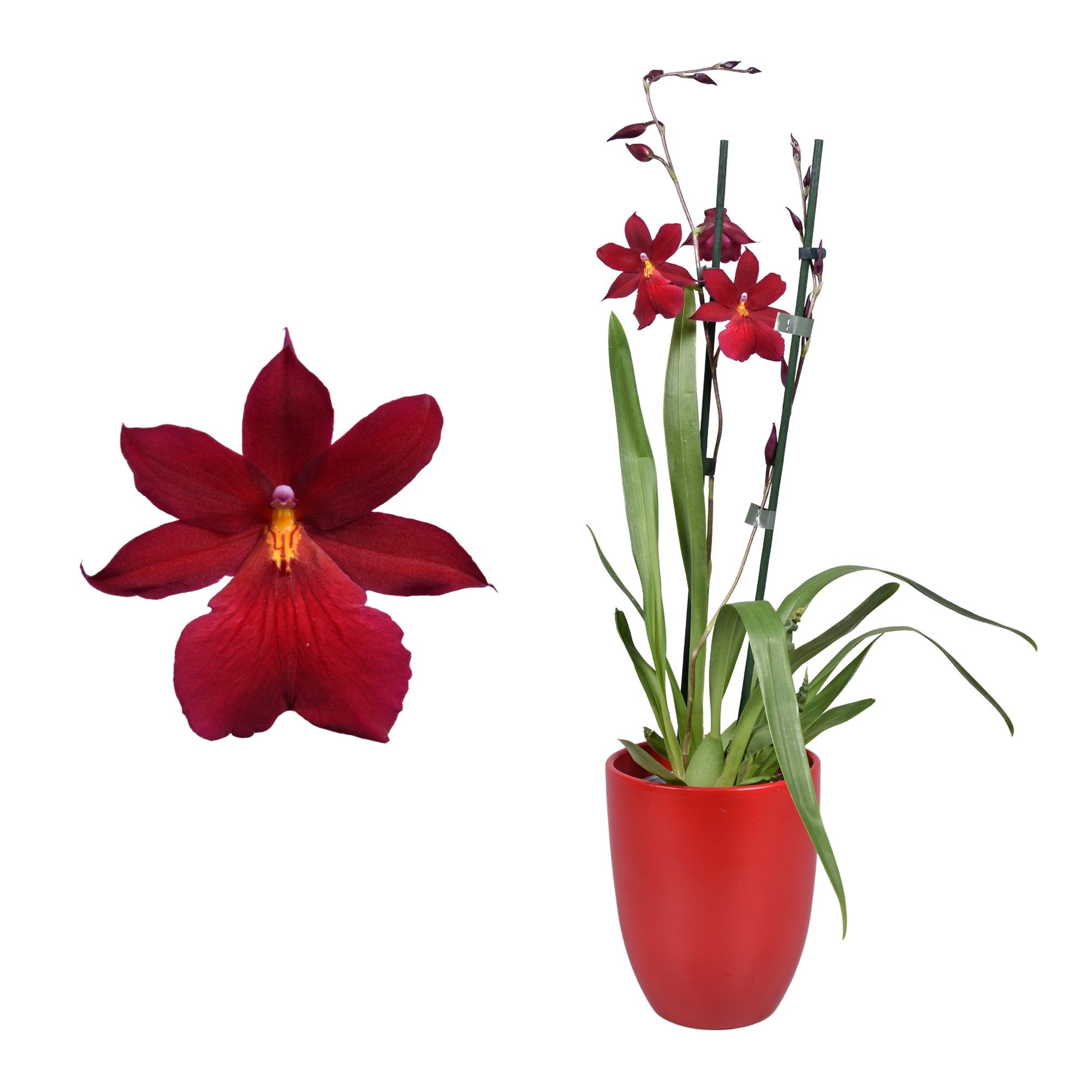 Cambria 'Nelly Isler' Red Velvet 2 tak met rood keramiek, D 14