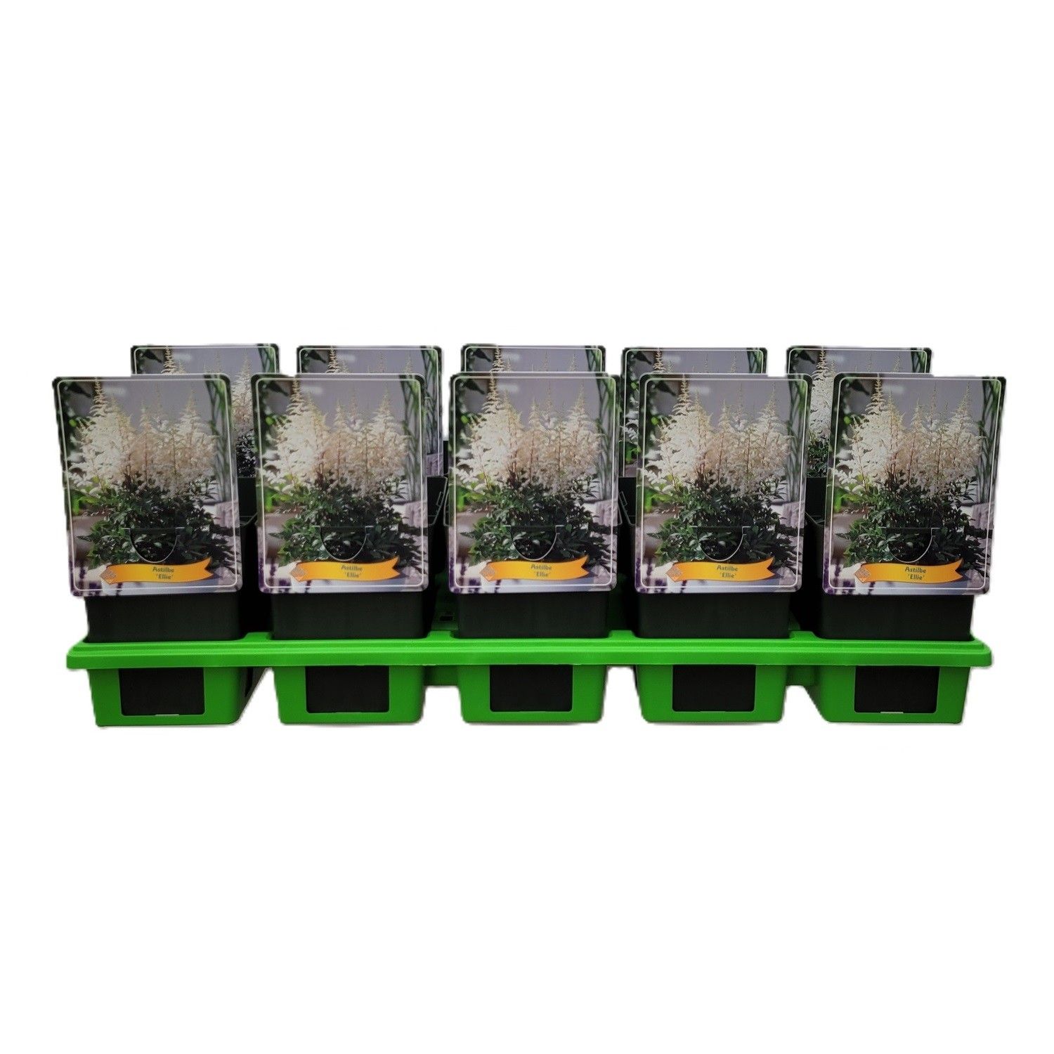 Astilbe 'Ellie' P11, D 11