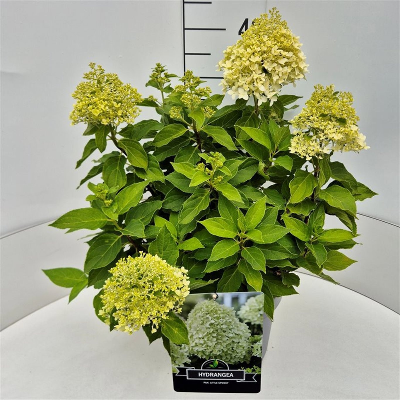 Hydrangea pan. ' Little Spooky', D 28