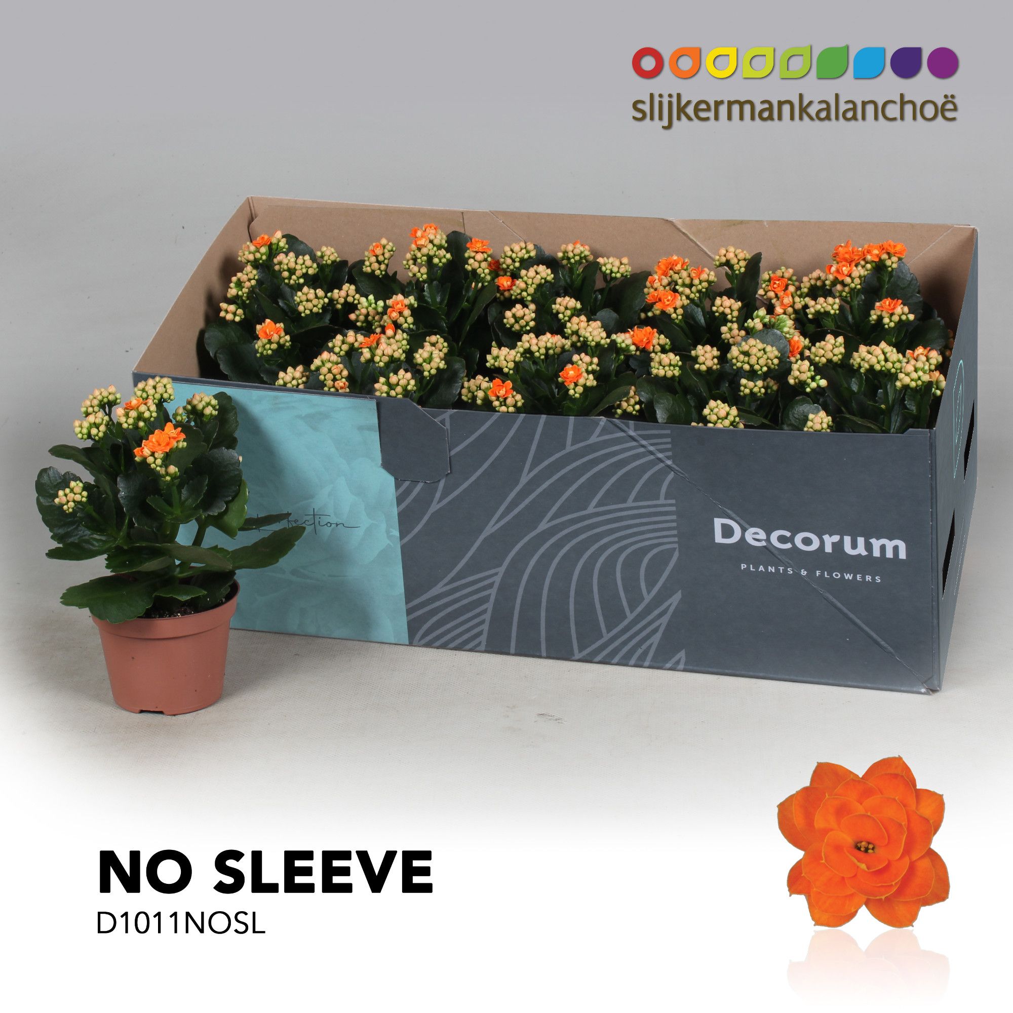Kalanchoe No Sleeve - Orange, D 10,5
