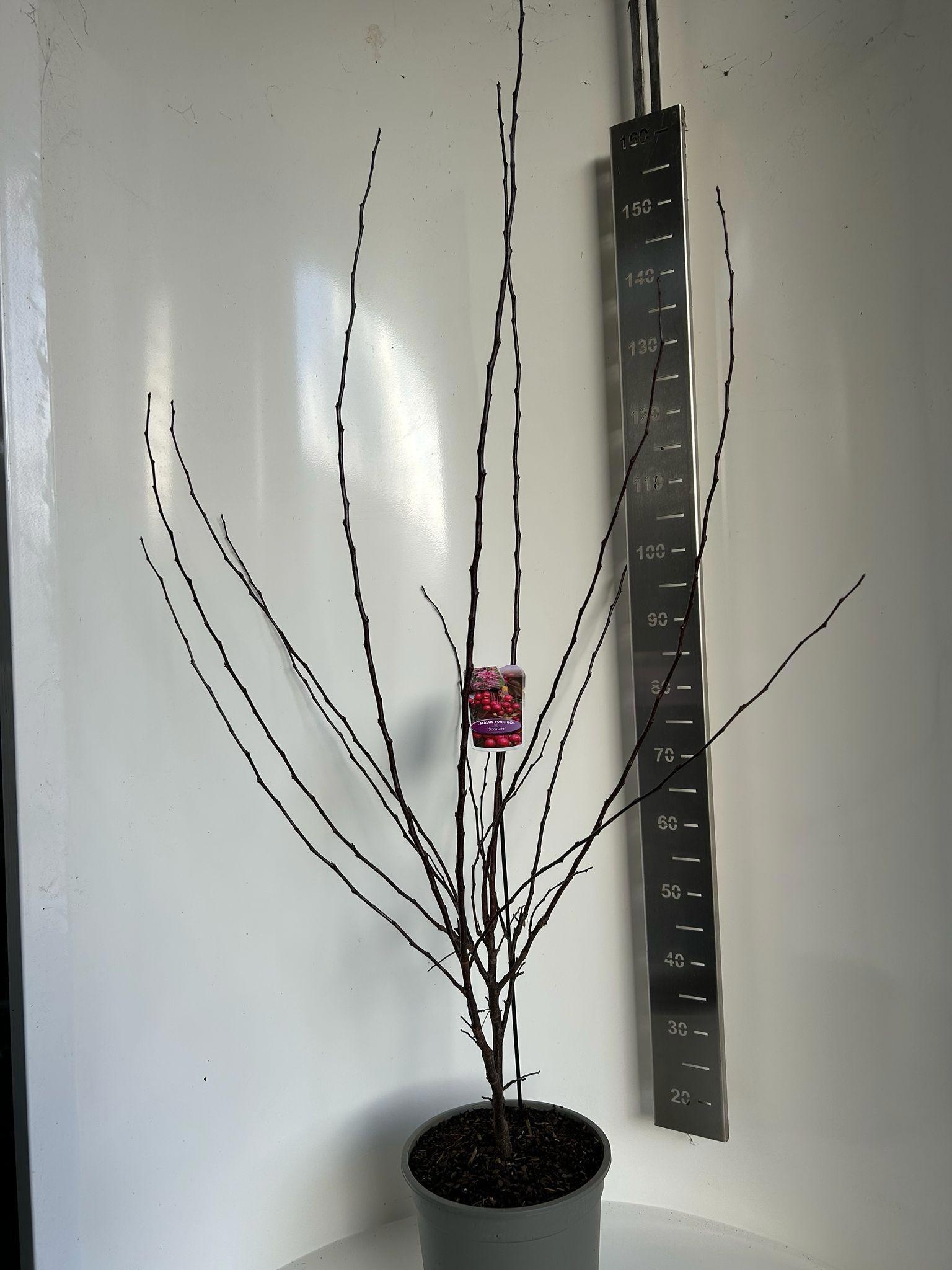 Malus 'Veitch's Scarlet', D 29