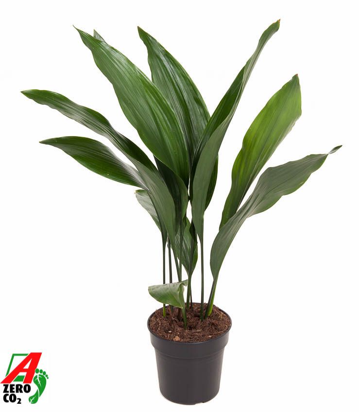 Aspidistra Elatior P17, D 17