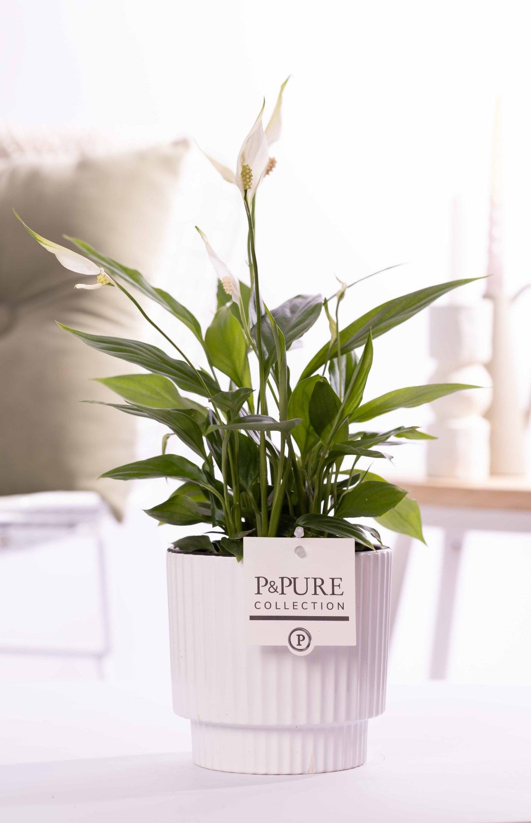 Spathiphyllum Korto in P&PURE Ivy ceramics shiny white, D 12