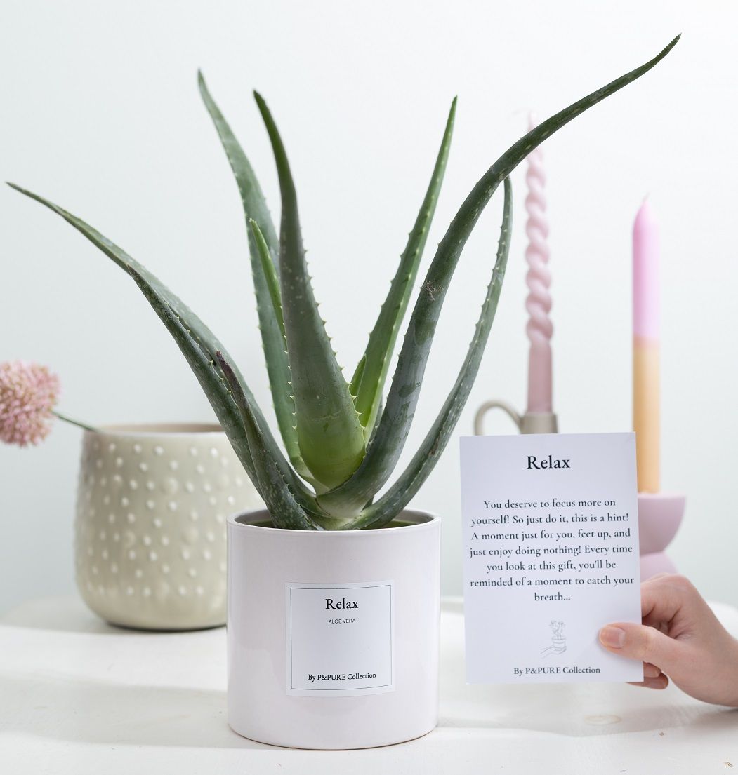 Aloe Vera Gift "Relax" WITH GREETING CARD!!!, D 12