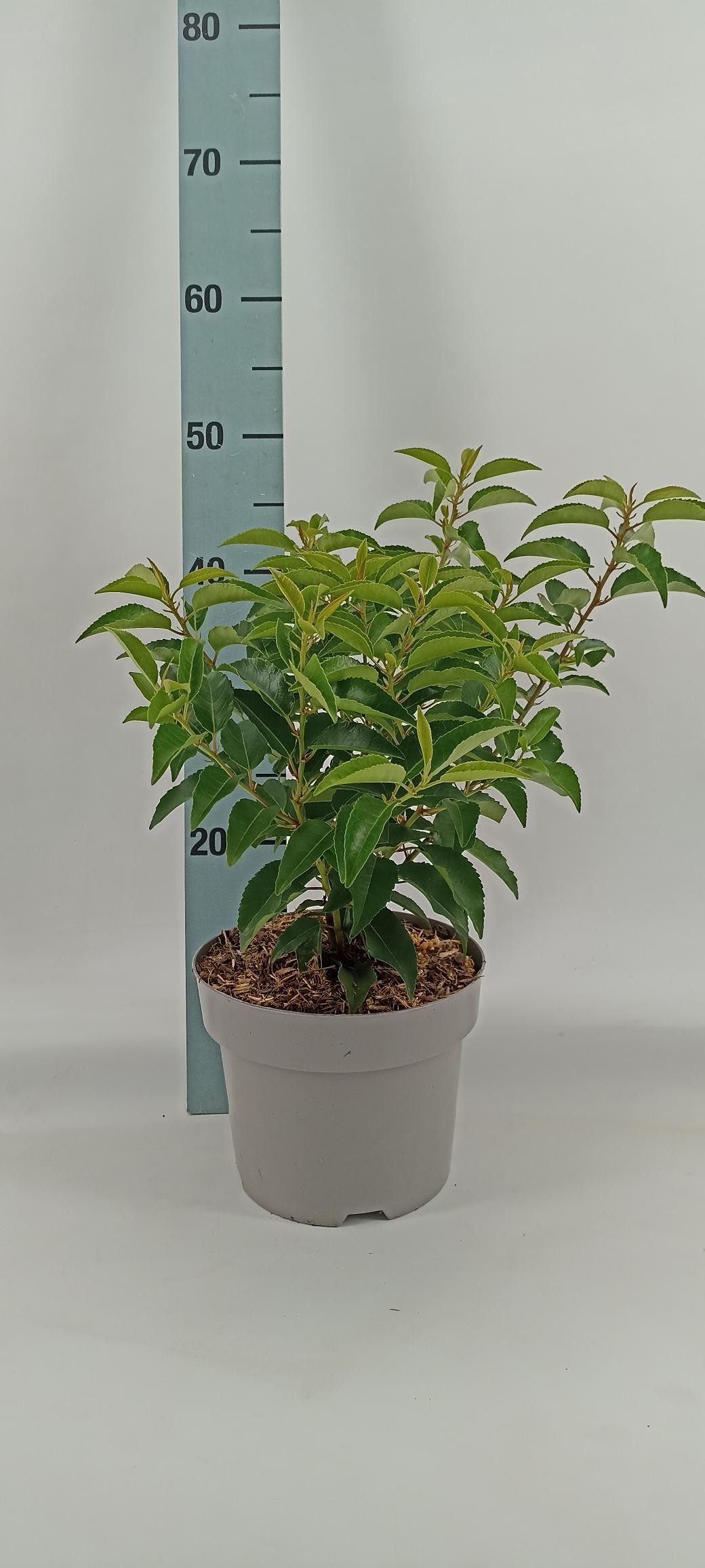 Prunus, lusitanica "Angustifolia", D 19