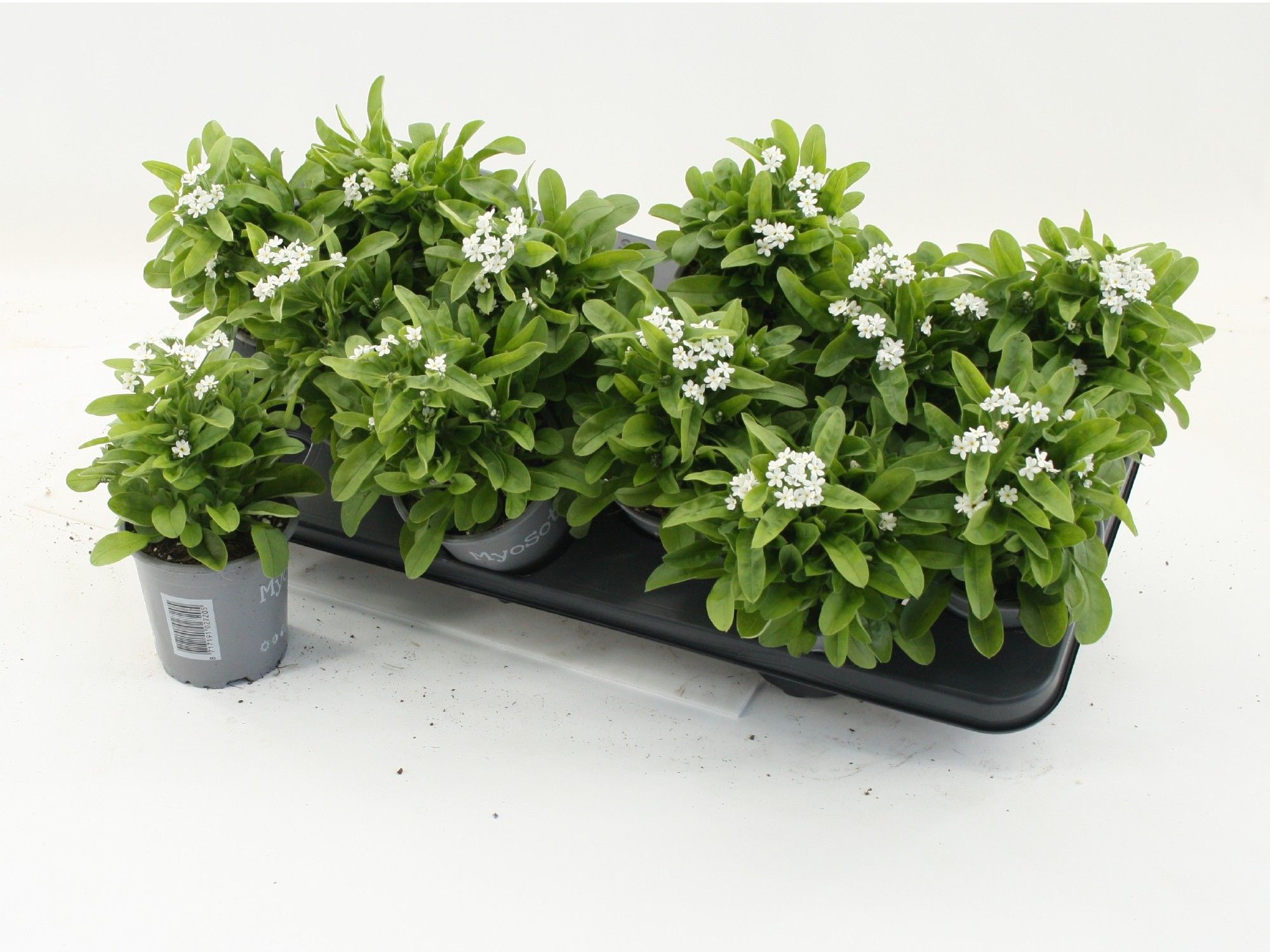 Myosotis sylvatica Mon Amie White, D 10,5