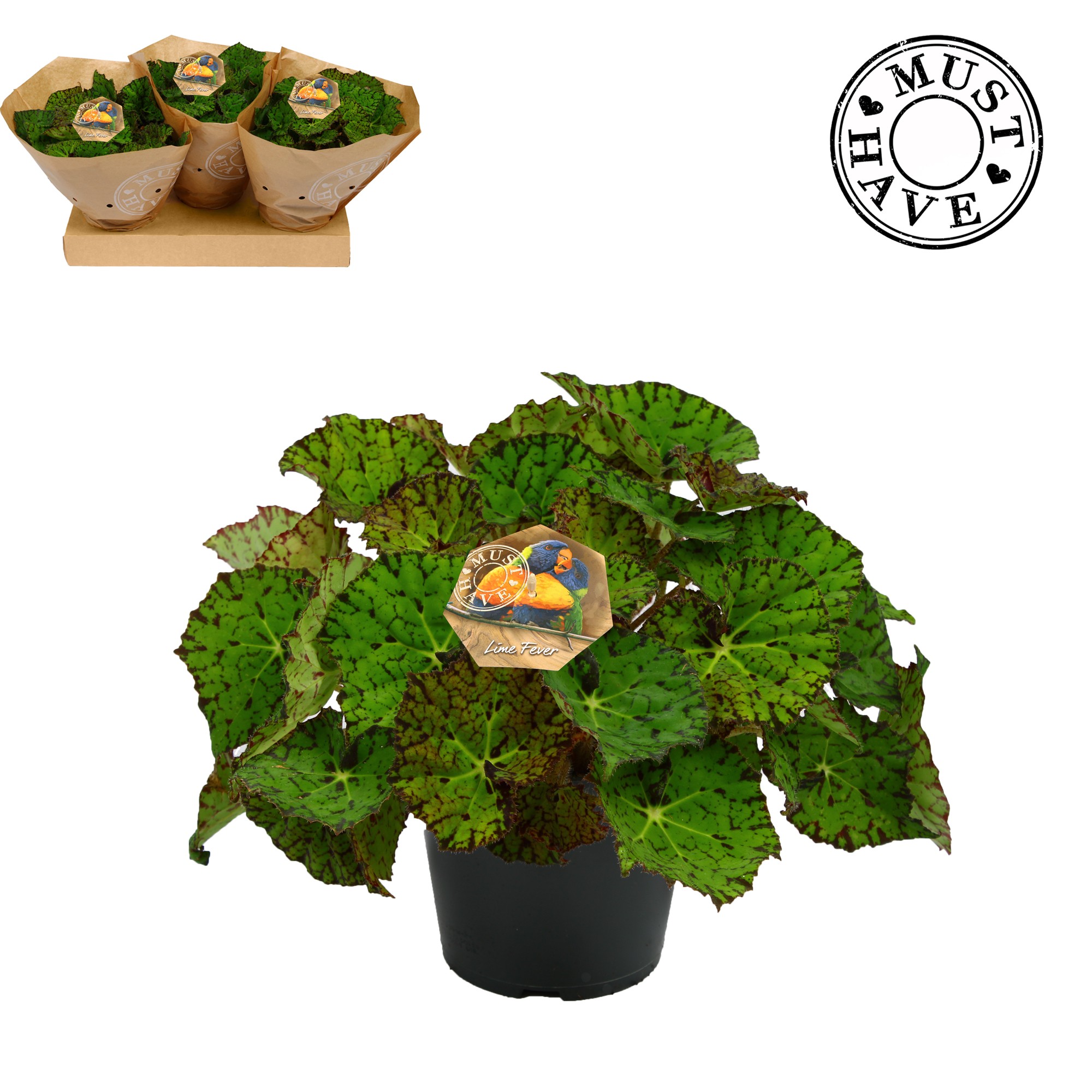 Bladbegonia Rex 17 Lime Fever Must Have, D 17