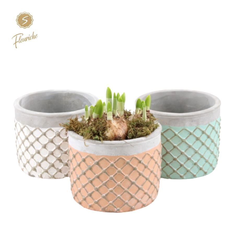 (3942) Narcissus Lloret de Mar 3PP Mos, D 19