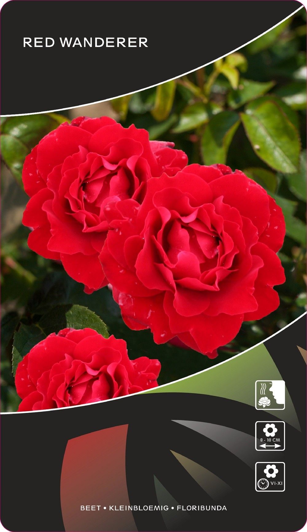 Rosa (F) Red Wanderer, D 17