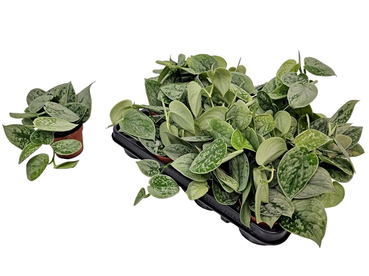 Scindapsus Silvery Ann, D 8,5