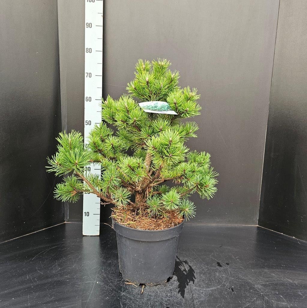 Pinus mugo Gnom, D 26