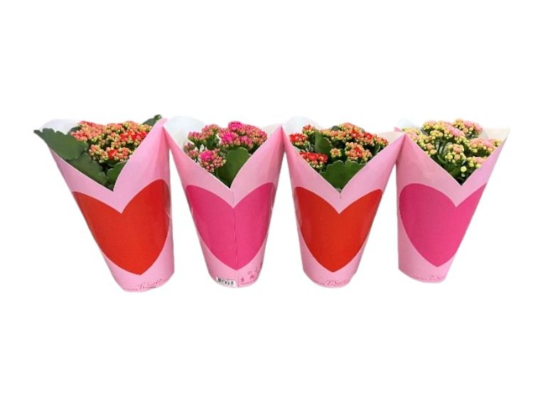 Calandiva 12 cm - Cadeaucover Hart, D 12