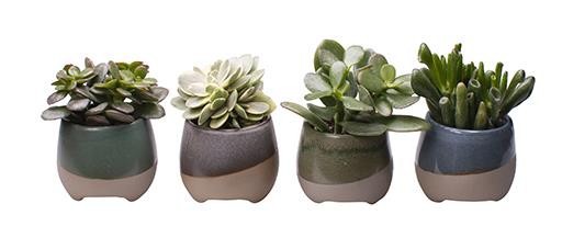 CRASSULA MIX 'L 65421', D 6