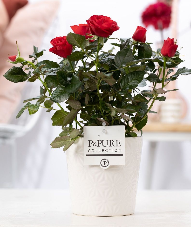 Rosa red in P&PURE Juliette ceramics white, D 12