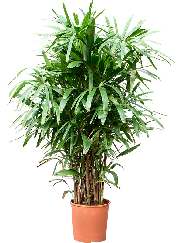 Rhapis excelsa, D 30