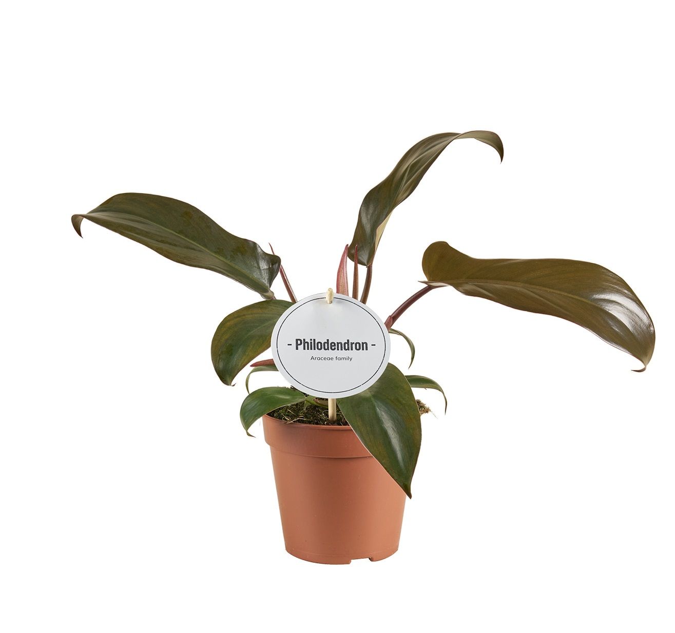 Philodendron Florida Bronze, D 12