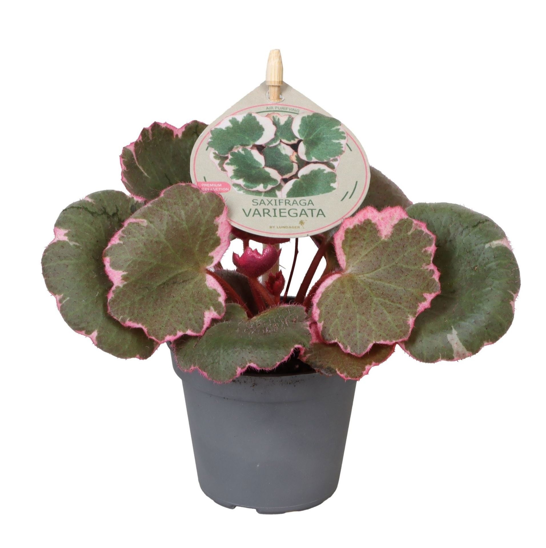 Saxifraga Variegata W. Label 6 cm, D 6